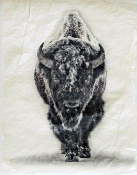 Snow Bison (Large) by Pete Zaluzec