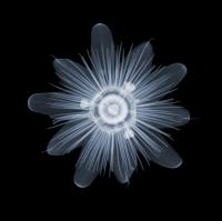 Passion Flower (v2215) AP by Nick Veasey