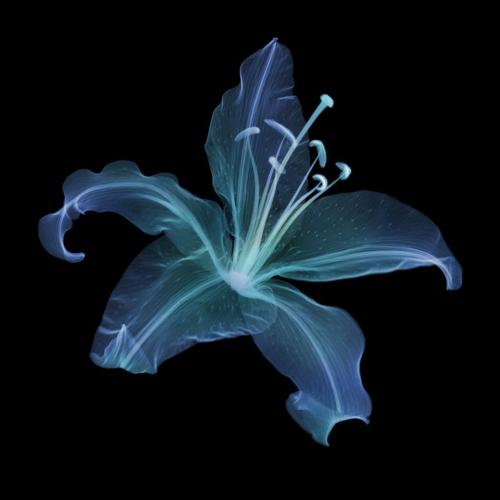 Lily Coloured (u333) AP by Nick Veasey