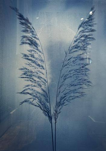 Sea Oats by Nick Veasey