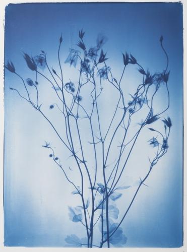 Lisianthus by Nick Veasey