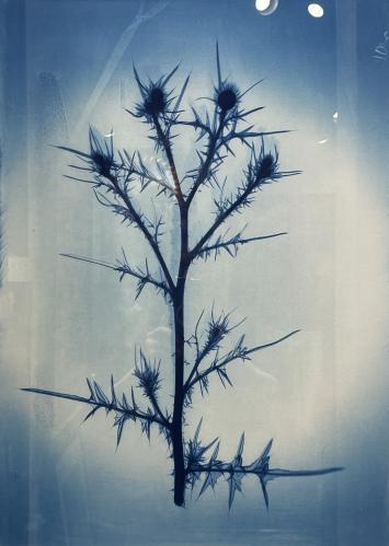 Thistle by Nick Veasey